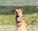 Small #8 Doberman Pinscher Mix