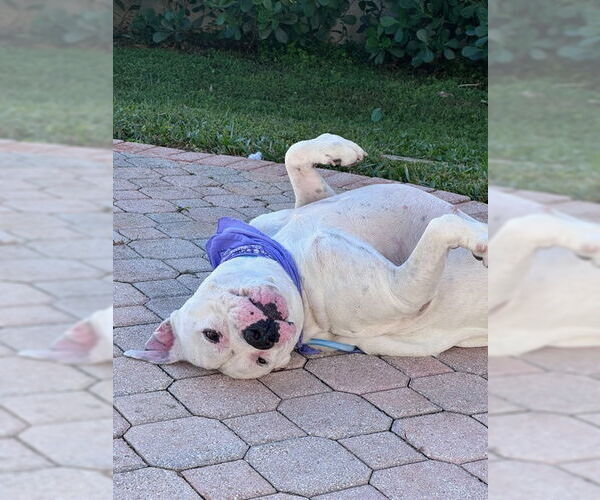 Medium Photo #2 American Bulldog-Unknown Mix Puppy For Sale in Miami, FL, USA