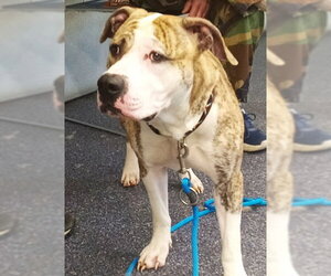 Mutt Dogs for adoption in Anchorage, AK, USA