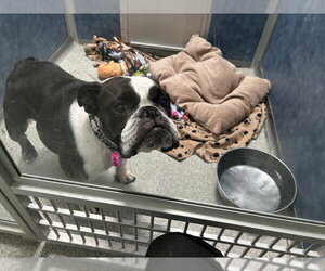 Bulldog Dogs for adoption in Fort Collins, CO, USA