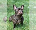 Small French Bulldog