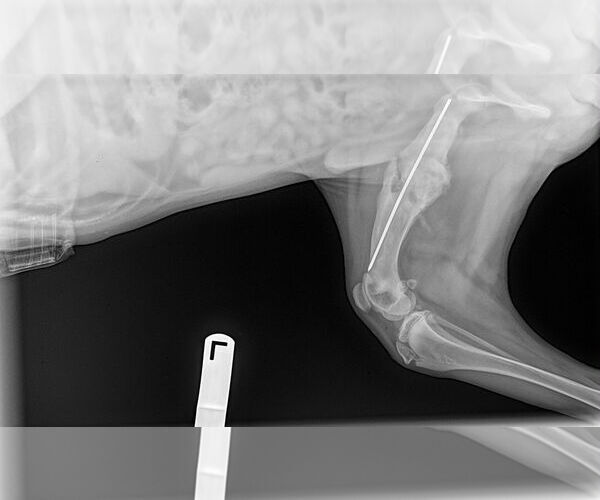 Medium Photo #8 Catahoula Leopard Dog-Holland Shepherd Mix Puppy For Sale in McKinney, TX, USA