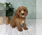 Small #3 Cavapoo