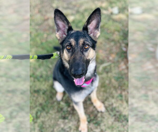 Medium Photo #7 German Shepherd Dog Puppy For Sale in Claremore, OK, USA
