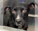 Small #2 Mutt