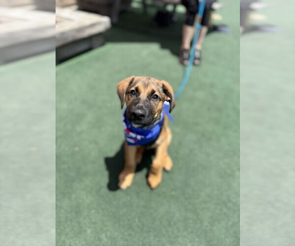 Medium Photo #3 Black Mouth Cur-Unknown Mix Puppy For Sale in Shermans Dale, PA, USA