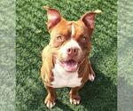 Small #8 American Pit Bull Terrier-Staffordshire Bull Terrier Mix