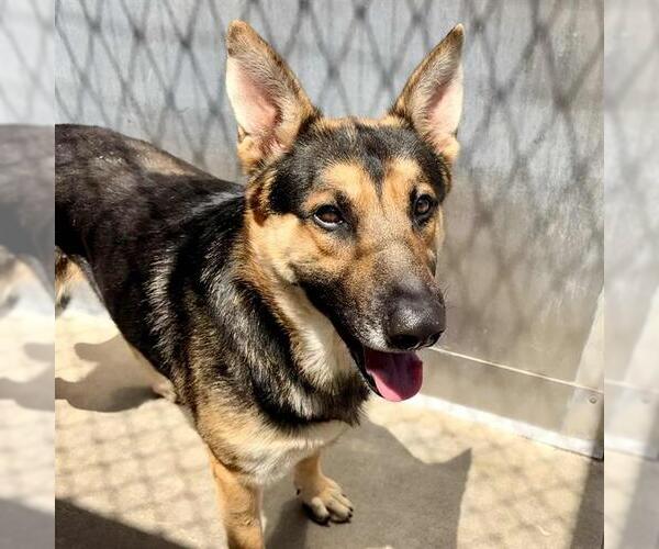 Medium Photo #2 German Shepherd Dog Puppy For Sale in Camarillo, CA, USA