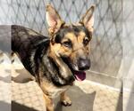Small #1 German Shepherd Dog