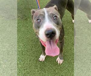 Mutt Dogs for adoption in Fayetteville, NC, USA