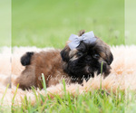 Small Photo #22 Shih Tzu Puppy For Sale in WARSAW, IN, USA