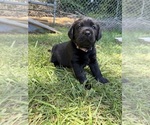 Small #3 Labrador Retriever