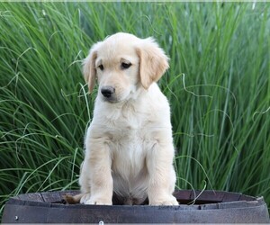 Golden Retriever Puppy for sale in FREDERICKSBG, OH, USA