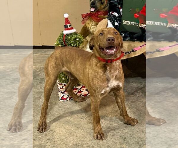 Medium Photo #1 Labrador Retriever-Unknown Mix Puppy For Sale in Monticello, MS, USA