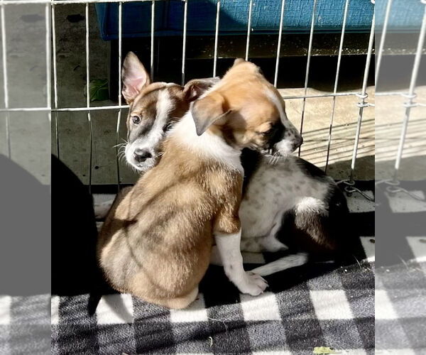 Medium Photo #19 Mutt Puppy For Sale in Dana Point, CA, USA