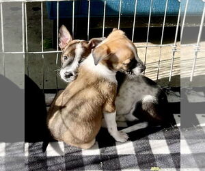 Bogart - Male Mutt Dog for Adoption - Photo #19
