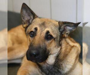 German Shepherd Dog-Unknown Mix Dogs for adoption in San Antonio, TX, USA