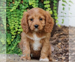 Cavapoo (Miniature) Puppy for sale in ELIZABETHTOWN, PA, USA