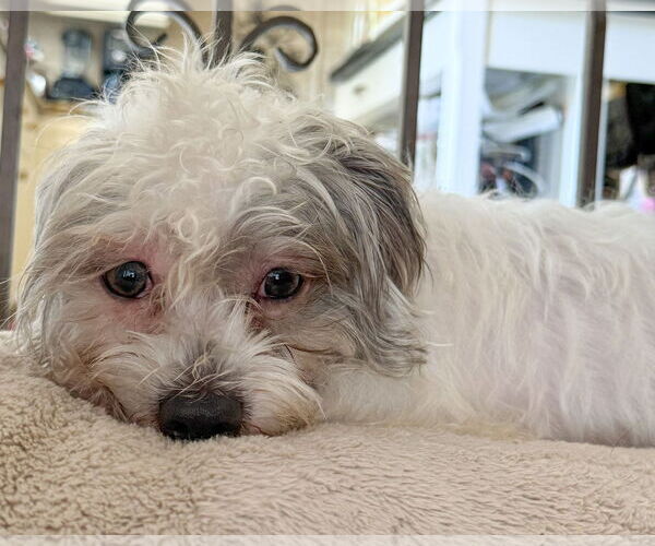 Medium Photo #6 Poodle (Miniature)-Unknown Mix Puppy For Sale in Corona, CA, USA