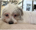 Small #5 Poodle (Miniature) Mix