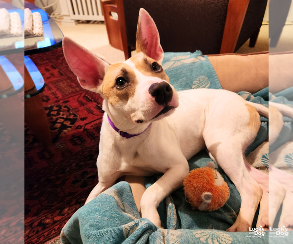 Medium Photo #7 Jack Russell Terrier-Labrador Retriever Mix Puppy For Sale in Washington, DC, USA