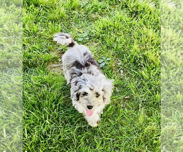 Medium Photo #1 Cockapoo (Miniature) Puppy For Sale in BLUE SPRINGS, MO, USA