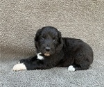 Small Photo #19 Bordoodle Puppy For Sale in CHETEK, WI, USA