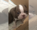 Small Photo #7 Boston Terrier Puppy For Sale in DICKINSON, TX, USA
