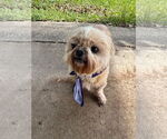 Small #2 Shih Tzu Mix