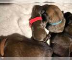 Small Photo #3 Mutt Puppy For Sale in Imlay City, MI, USA