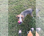 Small #1 Mutt