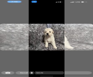 Australian Shepherd-Cane Corso Mix Puppy for sale in STURGIS, MI, USA