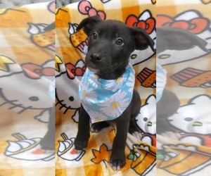 Labrador Retriever-Unknown Mix Dogs for adoption in SHERBURNE, NY, USA