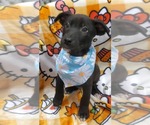 Small Labrador Retriever Mix