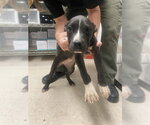 Small Boxer Mix