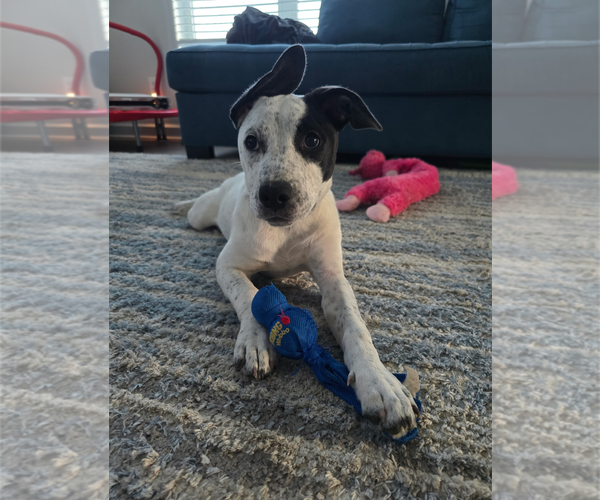 Medium Photo #4 Mutt Puppy For Sale in Holly Springs, NC, USA