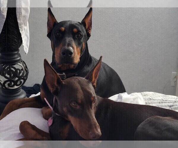 Medium Photo #1 Doberman Pinscher Puppy For Sale in MCKINNEY, TX, USA