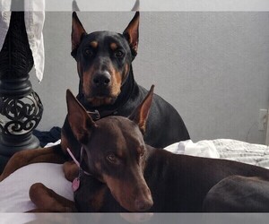 Father of the Doberman Pinscher puppies born on 07/04/2026