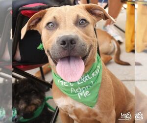 Labrador Retriever-Unknown Mix Dogs for adoption in Washington, DC, USA