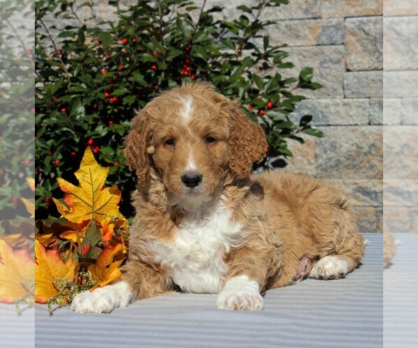 Medium Photo #2 Goldendoodle-Poodle (Standard) Mix Puppy For Sale in HONEY BROOK, PA, USA