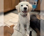 Small #3 Maremma Sheepdog