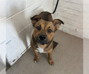 Mutt Dogs for adoption in San Bernardino, CA, USA