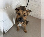 KOBE - Male Mutt Dog for Adoption - Small photo