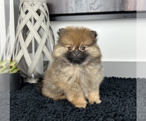 Pomeranian Puppy for sale in FRANKLIN, IN, USA
