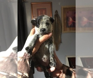 Australian Cattle Dog Puppy for sale in WILLIAMSBURG, CO, USA