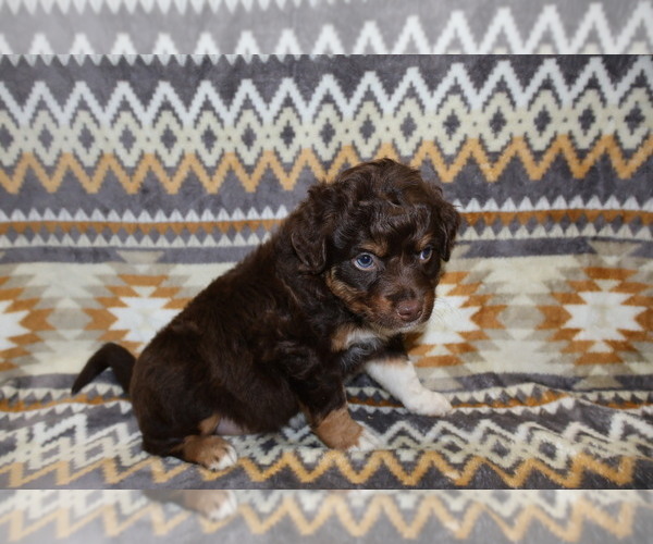 Medium Photo #13 Miniature Australian Shepherd Puppy For Sale in ADAIR VILLAGE, OR, USA