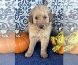 Golden Retriever Puppy for sale in DIX, IL, USA