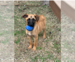 Small German Shepherd Dog Mix