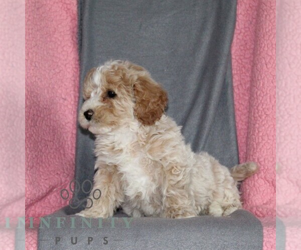 Medium Photo #4 Poodle (Miniature) Puppy For Sale in KIRKWOOD, PA, USA
