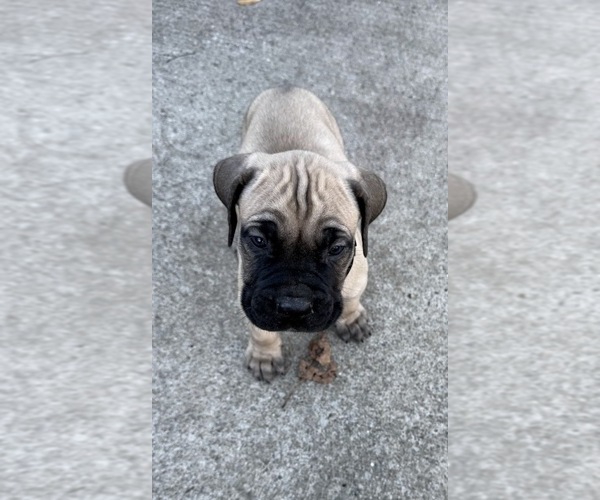 Medium Photo #1 Boerboel Puppy For Sale in WARREN, MI, USA